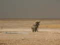 Wüstenelefant im Etosha Nationalpark