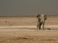 Wüstenelefant im Etosha Nationalpark