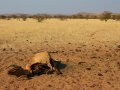 tote Kuh in Namibia