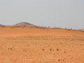 Oryx Antilopen in Namibia