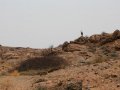 Oryx Antilope in Namibia