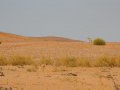 Zebra in Namibia