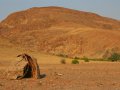 Wüstenlandschaft in Namibia