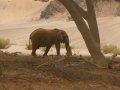 junger Elefant in Namibia