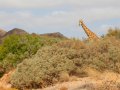 Giraffe in Namibia