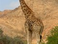 Giraffe in Namibia