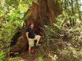 Gunter und der Baum im Kaimanawa Forest Park (Neuseeland)