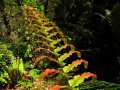 Farntrieb im Kaimanawa Forest Park (Neuseeland)