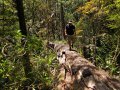 Kaimanawa Forest Park (Neuseeland)