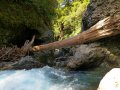 Tongariro River (Neuseeland)