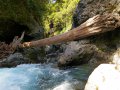 Tongariro River (Neuseeland)