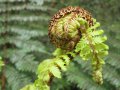 Farntrieb im Kaimanawa Forest Park (Neuseeland)