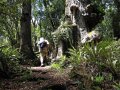 Kaimanawa Forest Park (Neuseeland)