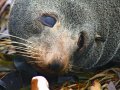 Pelzrobbe bei Kaikoura (Neuseeland)