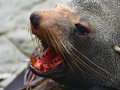 Pelzrobbe bei Kaikoura (Neuseeland)