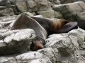 Pelzrobbe bei Kaikoura (Neuseeland)