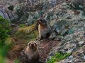 Pelzrobben am Cape Palliser (Neuseeland)