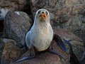 Pelzrobben am Cape Palliser (Neuseeland)