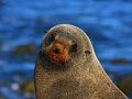 Pelzrobben am Cape Palliser (Neuseeland)