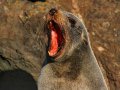 Pelzrobben am Cape Palliser (Neuseeland)