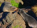 Pelzrobben am Cape Palliser (Neuseeland)