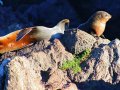 Pelzrobben am Cape Palliser (Neuseeland)