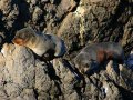 Pelzrobben am Cape Palliser (Neuseeland)