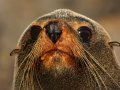 Pelzrobben am Cape Palliser (Neuseeland)