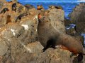 Pelzrobben am Cape Palliser (Neuseeland)