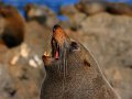 Pelzrobben am Cape Palliser (Neuseeland)