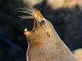 Pelzrobben am Cape Palliser (Neuseeland)