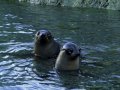 Pelzrobben am Cape Palliser (Neuseeland)