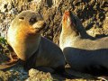 Pelzrobben am Cape Palliser (Neuseeland)