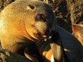 Pelzrobben am Cape Palliser (Neuseeland)