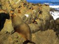 Pelzrobben am Cape Palliser (Neuseeland)