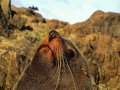 Pelzrobben am Cape Palliser (Neuseeland)