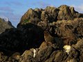 Pelzrobben am Cape Palliser (Neuseeland)