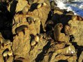 Pelzrobben am Cape Palliser (Neuseeland)