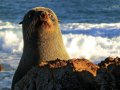 Pelzrobben am Cape Palliser (Neuseeland)