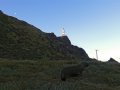 Pelzrobben am Cape Palliser (Neuseeland)