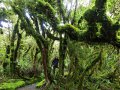 Wandern am Taranaki (Neuseeland)