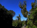 Wald am Mount Taranaki (Neuseeland)