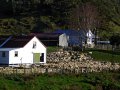 Schafherde bei Tututawa (Neuseeland)