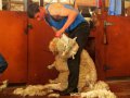 Schafe scheren in Aotuhia (Neuseeland)