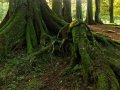 Wald an der Saddler Road (Neuseeland)