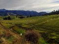 Schafe bei Rotorua (Neuseeland)