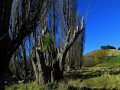 Landschaft (Neuseeland)