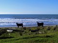 Kühe am Strand  (Neuseeland)
