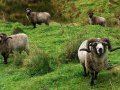 Schafe mit Hörner (Neuseeland)