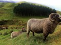 Schafe (Neuseeland)